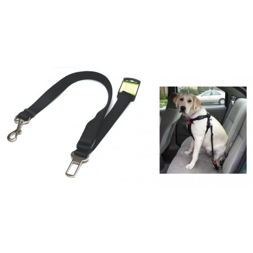 belt leash